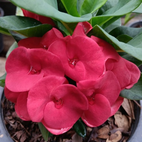 Pianta ibrida euphorbia milii - ibrida,