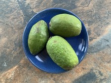 Feijoa | Guava di Ananas |