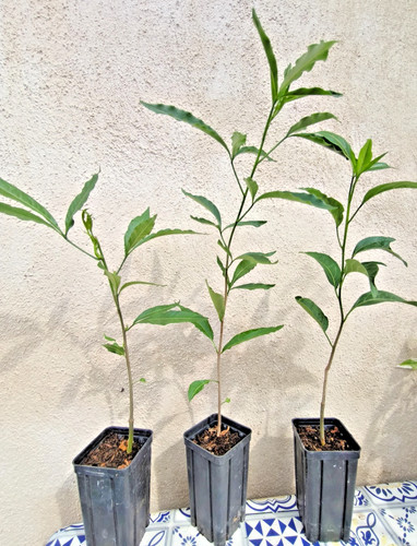 Adansonia grandidieri baobab - grandidieri,