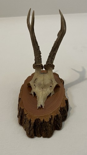Trofeo caccia capriolo - capriolo, con