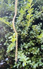 Pulsera Con Placa Size 7–