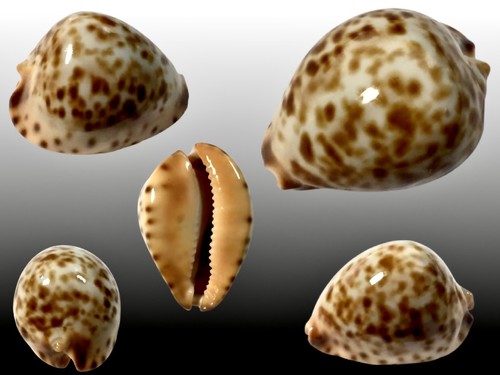 Cypraea zoila eludens - cypraea,,