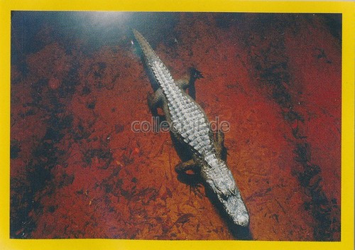 Panini national geographic - panini,