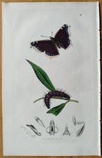 Insetto Farfalla Vanessa -