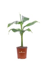 Pianta vera banano nano - pianta,