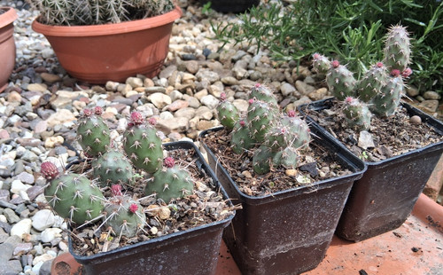 Opuntia fragilis vicino
