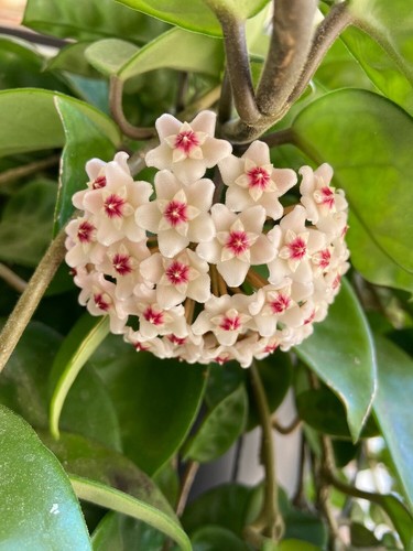 Hoya carnosa krinkle - carnosa,