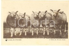 1930 ca FRANCE Syndicat Propagande Elevage de la Manche - Moutons TEXEL *Carte