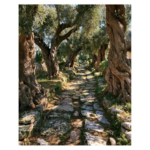 Poster natura albero olivo - natura, d'olivo