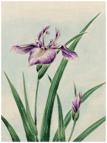 513 purple floral decoration - 513.purple,