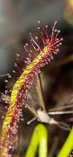 Pianta carnivora Drosera
