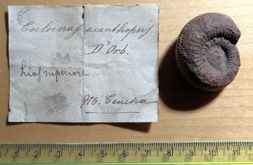 Coeloceras ammonite lias - coeloceras,