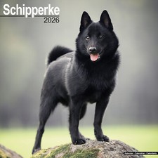 Calendario Schipperke 2026 |