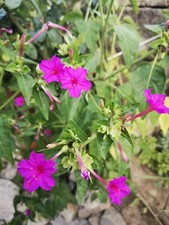 SEMI BELLE DI NOTTE, MIRABILIS