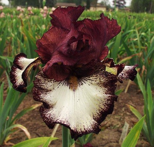 Iris ghirardelli square - 'ghirardelli, square'