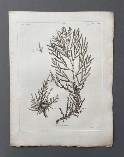 Incisione antica botanica - antica,,