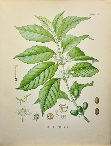Coffea arabica 1886 - , botanica
