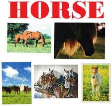 Cards calendars 🐎🐴 HORSE