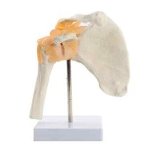 Modello Anatomia Articolare