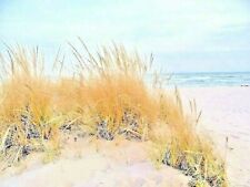 50 SEMI ERBOSE AMERICANE DA SPIAGGIA - Ammophila breviligulata