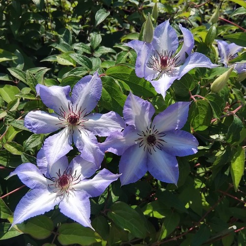 Clematide misayo una - clematide,