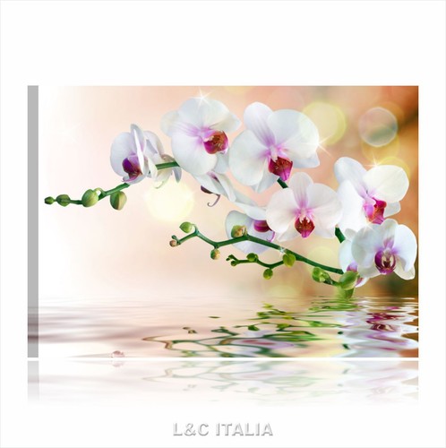 Orchidea riflesso quadro - orchidea,