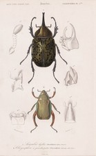 Scarabaeus Hyllus Coleottero Insetto Incisione Acciaio Orbigny 1861