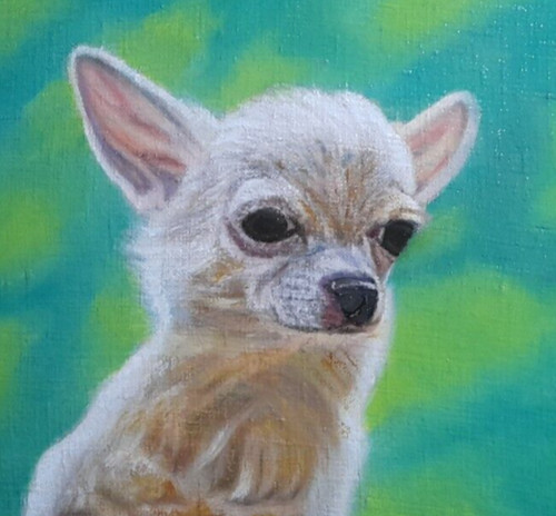 Quadro chihuahua ciwawa - chihuahua,