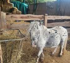 mini pony shetland in ottima salute abitiati con petsone