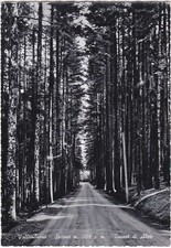 VALLOMBROSA - SALTINO -