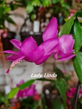 Schlumbergera ibrido " Lady Linda "