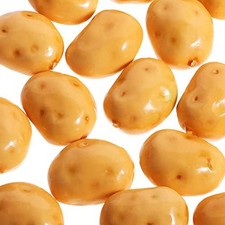 20 pezzi Pianta di Schiuma