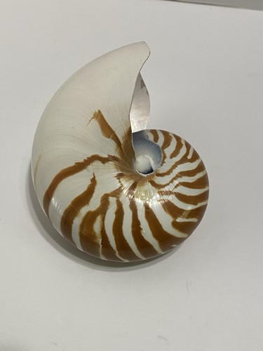 Grande conchiglia nautilus con - conchiglia,
