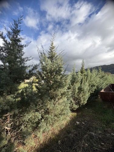 Albero natale vero - albero,