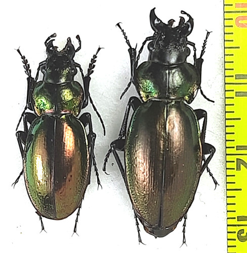Carabidae carabus - carabidae,,
