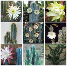 100 semi in miscuglio di Cereus mix ,piante grasse,seed cactus mix