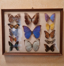 Quadro Vintage con 13 Farfalle
