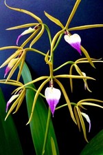 Epidendrum Species 'Elegant Swan' NUOVO profumo orchidea orchidee Cattleya