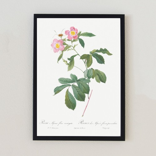 Illustrazione floreale vintage