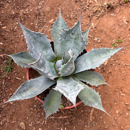 Agave parrasana triumphant - agave,