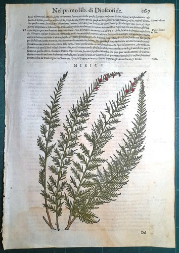 Stampa antica mattioli - stampa,
