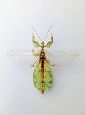 Entomology Taxidermy : Phyllium Bioculatum Pulchrifolium 78mm+/-. A1 