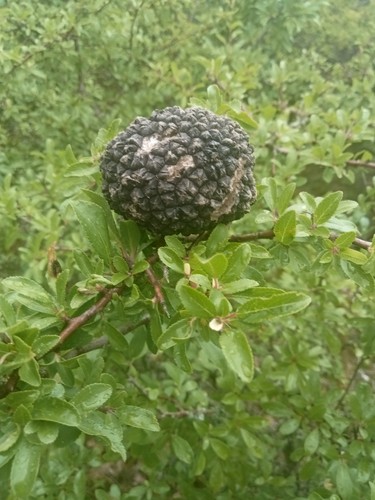 100 tartufo nero aestivum - 100, gr