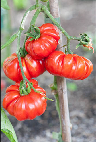 Semi pomodoro di - 60,