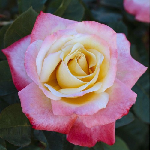 Pianta rosa laetita - rosa, casta