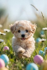 Pasqua maltipoo cane - cane, foto
