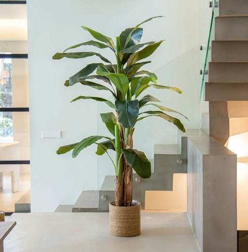 Albero pianta banano - di,