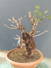 Pre Bonsai Di Ulmus Minore Varietà Suberosa 50x15 Cm Tronco Scolpito Dalla Natur