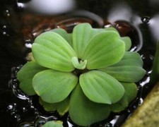 Pistia Stratiotes Giganti, Cavolo del Nilo, Lattuga ! PIANTE ACQUARIO LAGHETTO