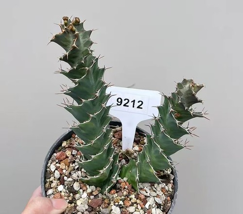 Vendita rara pianta cactus - pianta,